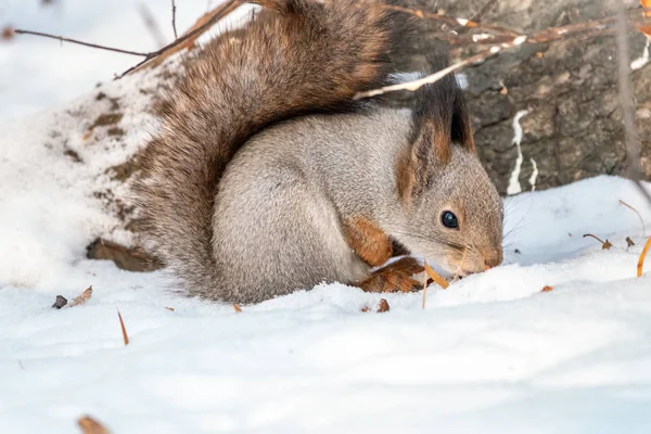 하얀 눈 속에 견과류를 숨기고 있는 다람쥐 — 스톡 사진