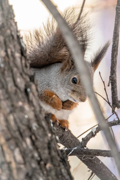 De eekhoorn zit in de winter of herfst op een tak — Stockfoto