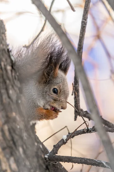 Lo scoiattolo si siede su rami nell'inverno o l'autunno. Scoiattolo su un albero pulisce le zampe — Foto Stock