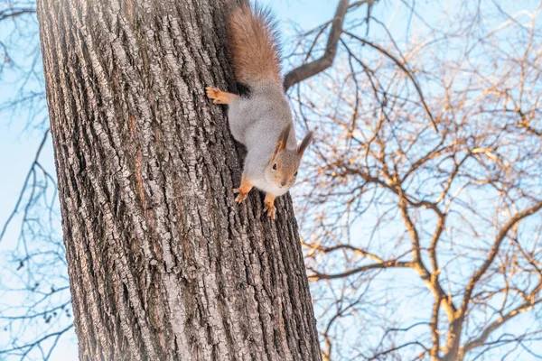 Ein Eichhörnchen mit einem prächtigen Schwanz steigt im Winter vom Baum herab — Stockfoto
