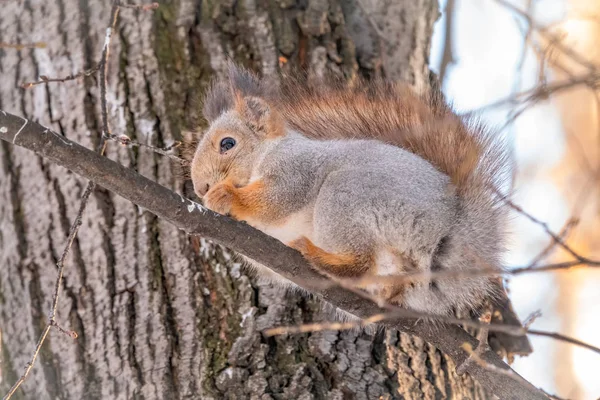 Lo scoiattolo si siede su rami nell'inverno o l'autunno — Foto Stock