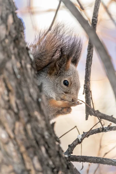 A mókus télen vagy ősszel egy ágon ül. A mókus a fán tisztítja a mancsát. — Stock Fotó