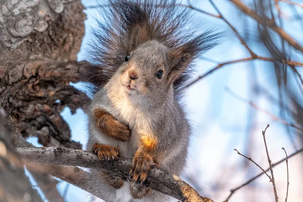 Das Eichhörnchen sitzt im Winter oder Herbst auf einem Zweig — Stockfoto