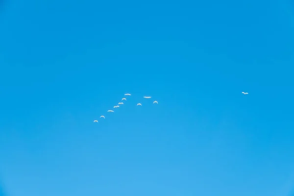 Wedge of white cranes in the blue sky