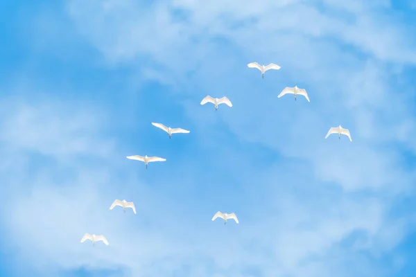 Okraj bílých jeřábů na modré zamračené obloze — Stock fotografie