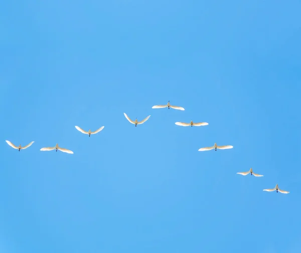 Cunha de guindastes brancos no céu azul — Fotografia de Stock