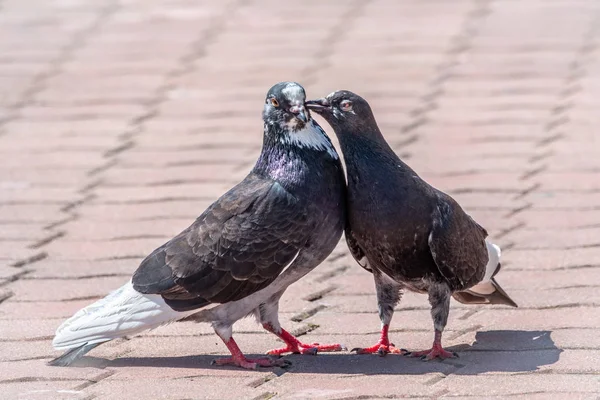 Juegos de apareamiento de un par de palomas. Un par de palomas besos . — Foto de Stock