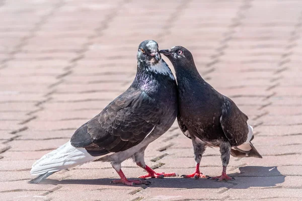 Mating games of a pair of pigeons. A pair of pigeons kisses. — 스톡 사진