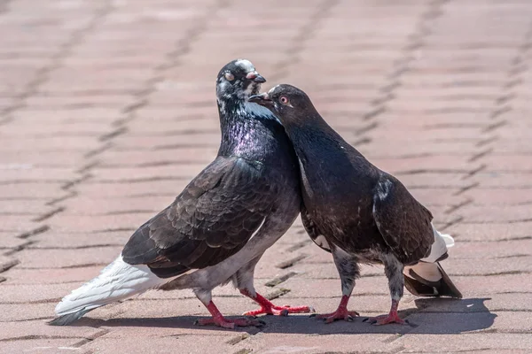 Paarungsspiele eines Taubenpaares. ein Paar Tauben küsst. — Stockfoto