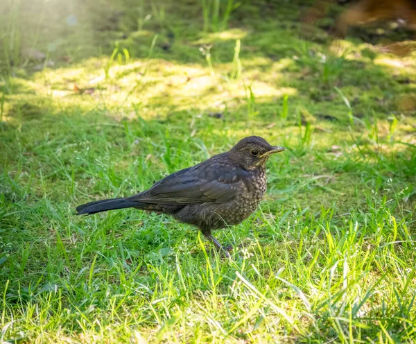 Un jeune merle se tient sur une pelouse verte au soleil . — Photo