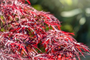 Yeşil arka planda kırmızı yapraklar..