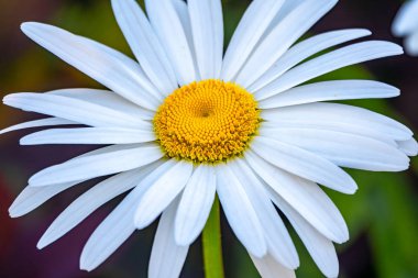 Beyaz ve sarı papatya çiçeği, yeşil bulanık arka planda yakın plan..