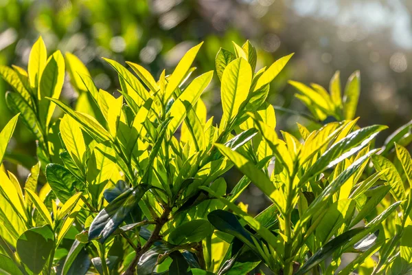 Groene struiken met dichte takken en bladeren in het licht van de zon. — Stockfoto