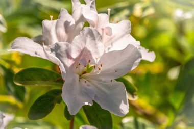 Beyaz Rhododendron çiçekleri