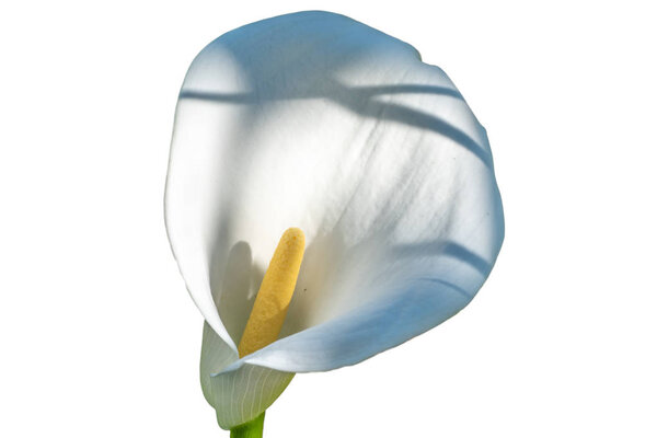 White calla flower isolated on white background.