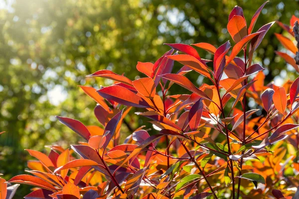 Red-orange leaves in the sun on a green background.