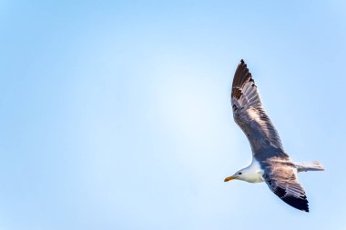 Berrak mavi gökyüzünde martı.