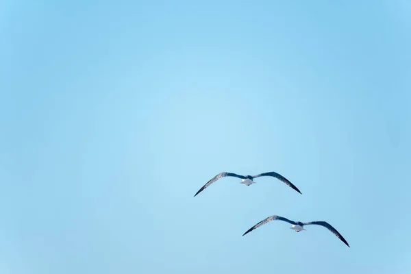 Duas gaivotas do mar no céu azul claro — Fotografia de Stock