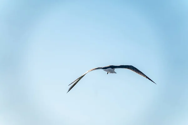 Morski Gull w jasnym błękitnym niebie. — Zdjęcie stockowe