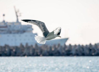 Limanın arka planında martı uçuyor..