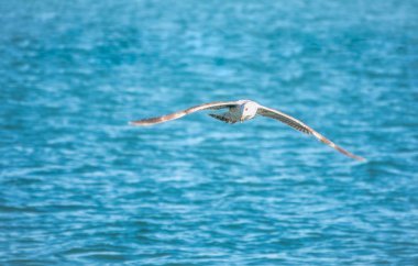 Mavi suyun üzerinde martı uçar..
