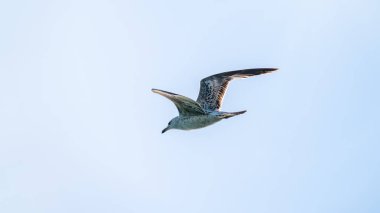 Berrak mavi gökyüzünde martı.