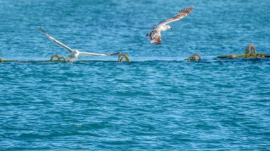 İki martı suyun üzerinde uçuyor..
