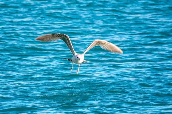 Martı mavi suyun üzerinden uçar.. — Stok fotoğraf