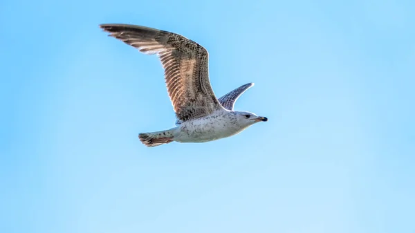 Racek v průzračné modré obloze. — Stock fotografie