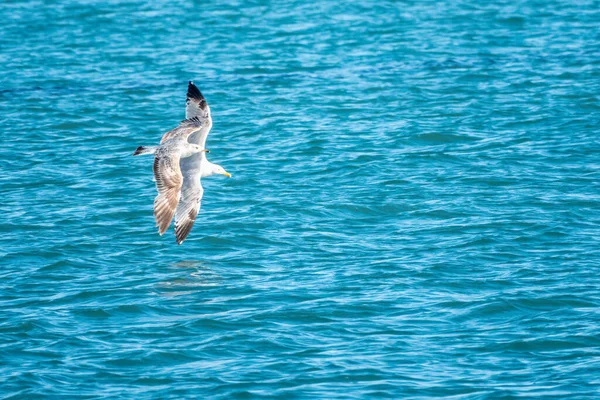 Sea gull flies over blue water.