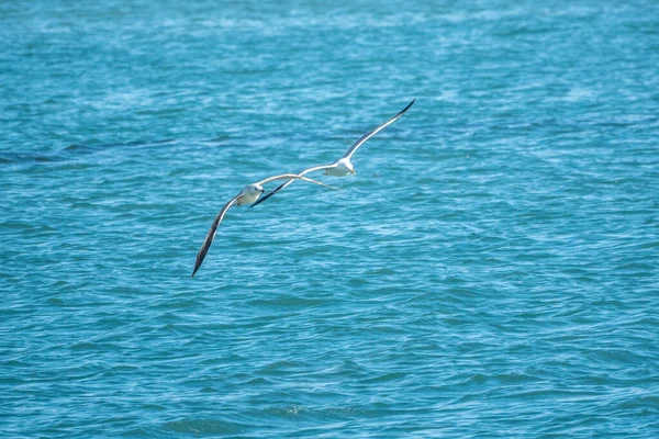 Mavi suyun üzerinde martı uçar.. — Stok fotoğraf