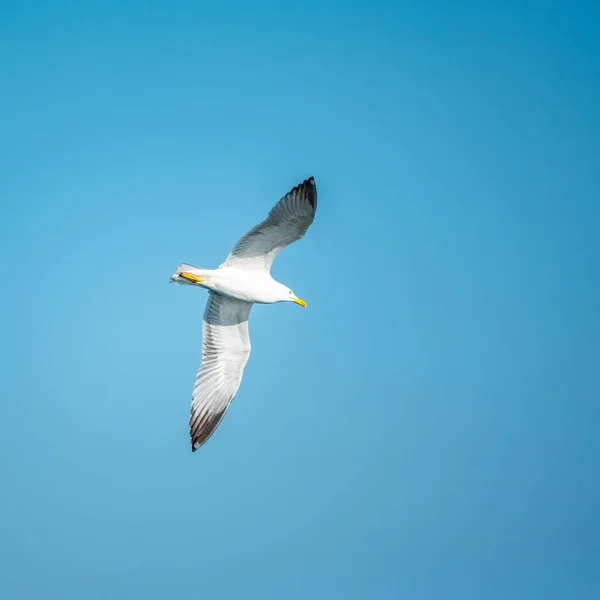 Sea gull in the clear blue sky. — Stock Photo, Image