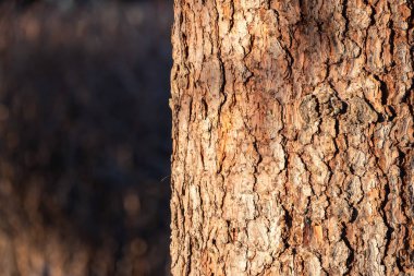 Çam kabuğu arkaplanı dokusu