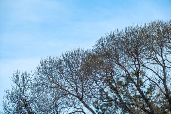 Outono ou inverno ramos de árvores sem folhas contra um céu azul claro . — Fotografia de Stock