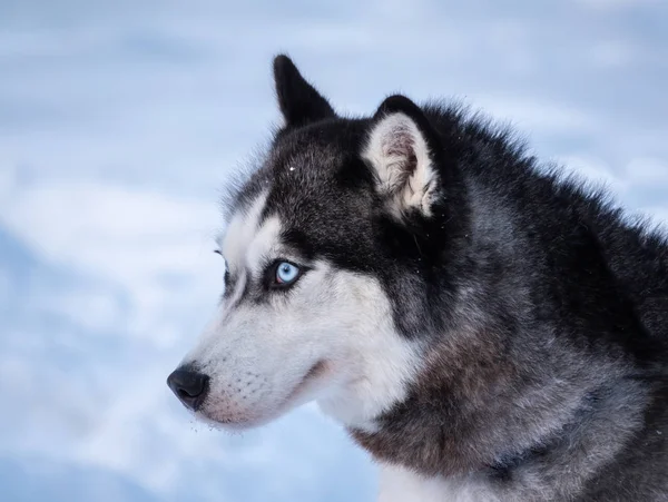 Retrato do cão Husky siberiano cor preta e branca com olhos azuis no inverno . — Fotografia de Stock