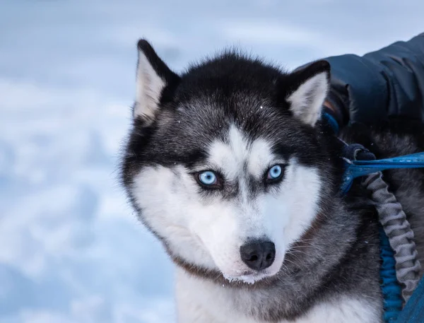 Retrato do cão Husky siberiano cor preta e branca com olhos azuis no inverno . — Fotografia de Stock