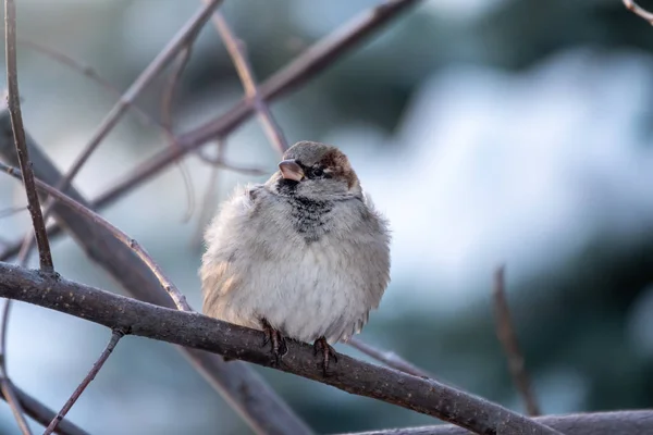 Sparrow zit op een tak zonder bladeren. — Stockfoto