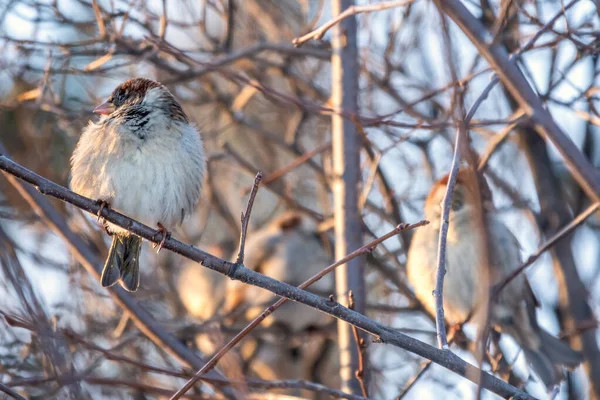 Sparrow yaprakları olmayan bir dalda oturuyor.. — Stok fotoğraf