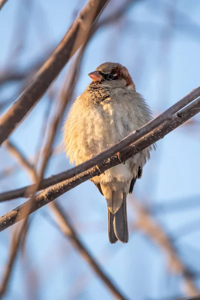 Sparrow yaprakları olmayan bir dalda oturuyor.. — Stok fotoğraf