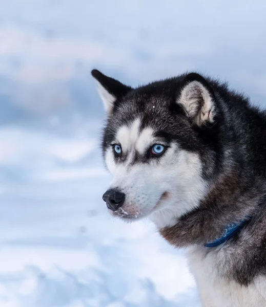 Portret w kolorze czarno-biały pies Husky syberyjski z niebieskimi oczami, w zimowe. — Zdjęcie stockowe