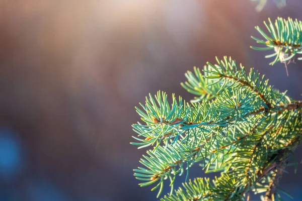 Fir branch with needles in the sunset light — 스톡 사진