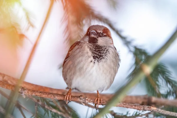 Sparv sitter på en gran gren i solnedgången ljus. — Stockfoto