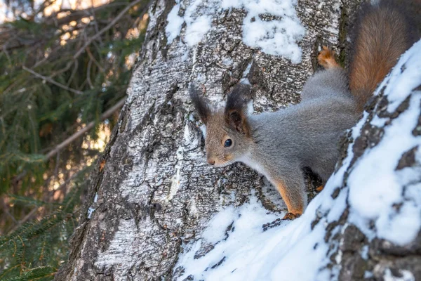 Scoiattolo in inverno siede su un ramo d'albero con neve . — Foto Stock