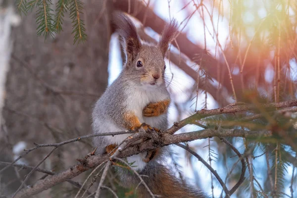 Das Eichhörnchen sitzt im Winter oder Herbst auf einem Tannenzweig — Stockfoto