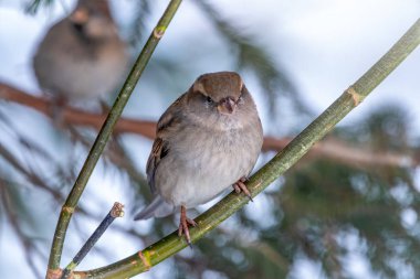 Ciddi bakışlı komik bir serçe. Sparrow gün batımında yaprakları olmayan bir dalda oturuyor..