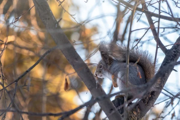 The squirrel sits on a branches in the winter or autumn — Stock Photo, Image