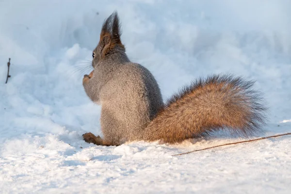 Eine Rückansicht eines Eichhörnchens im grauen Wintermantel vor dem Schneehintergrund. der prächtige Schwanz eines Eichhörnchens. — Stockfoto