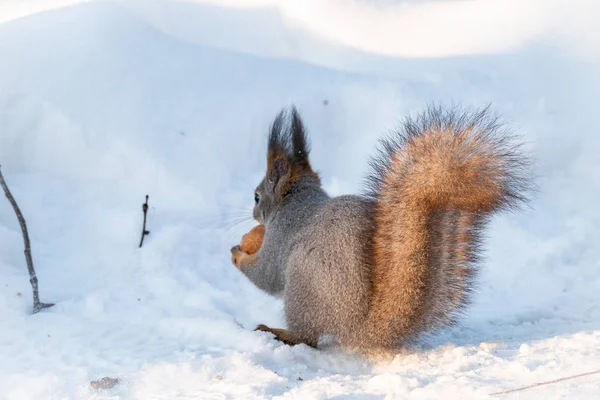 Vista trasera de una ardilla en abrigo gris de invierno sobre el fondo de nieve. La magnífica cola de una ardilla . — Foto de Stock