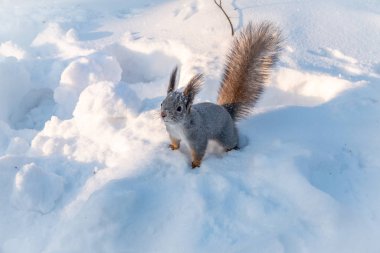 Sincap gün batımında beyaz kar üzerinde oturur..