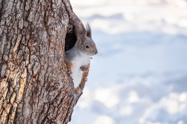 Squirrel in winter looking out of a hollow tree.